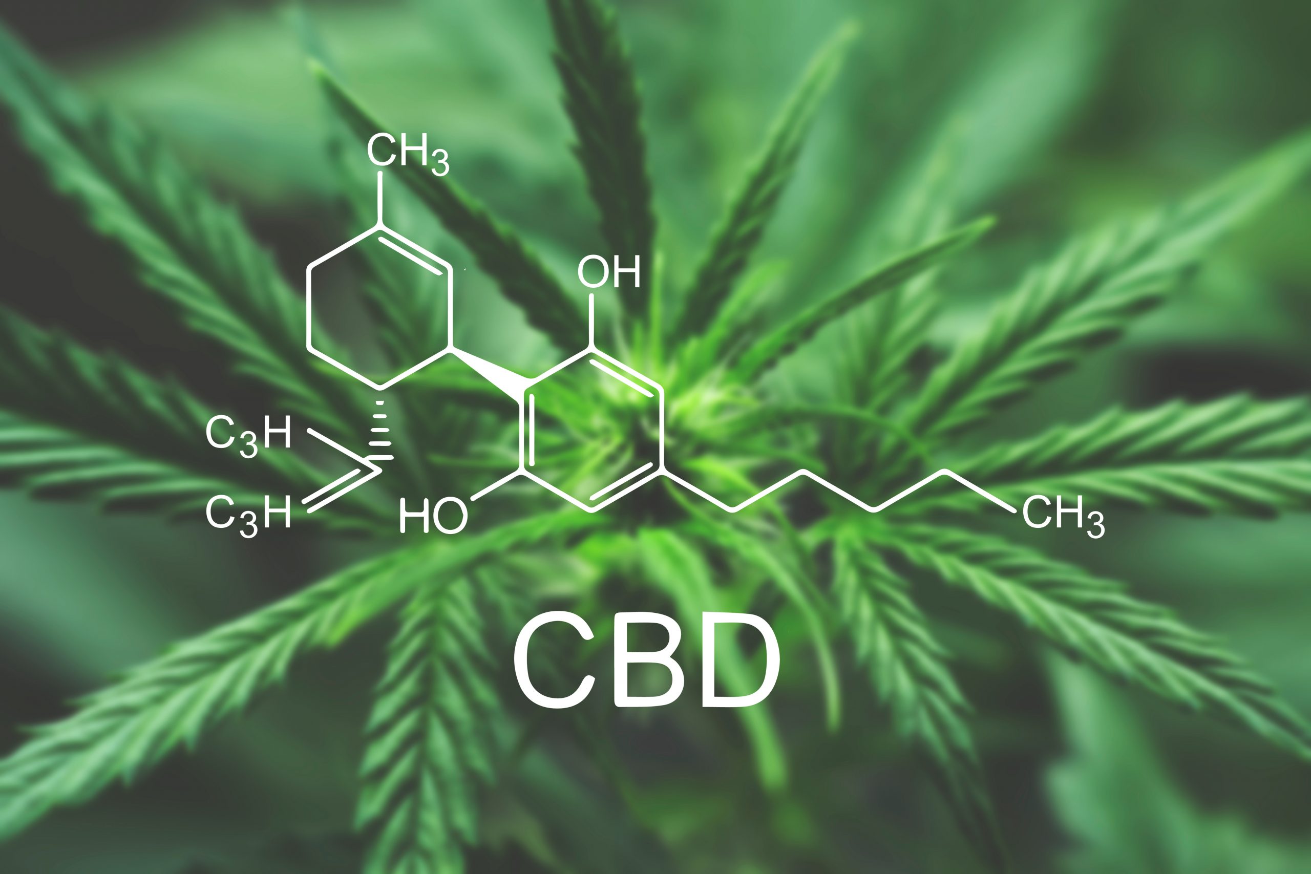 Effects of CBD on Human Beings