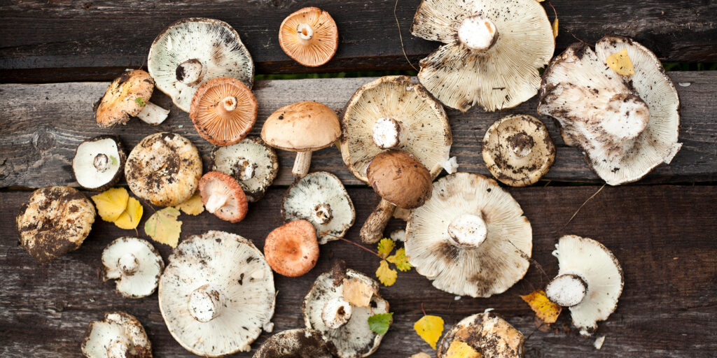 Benefits of Lions Mane Functional Mushrooms