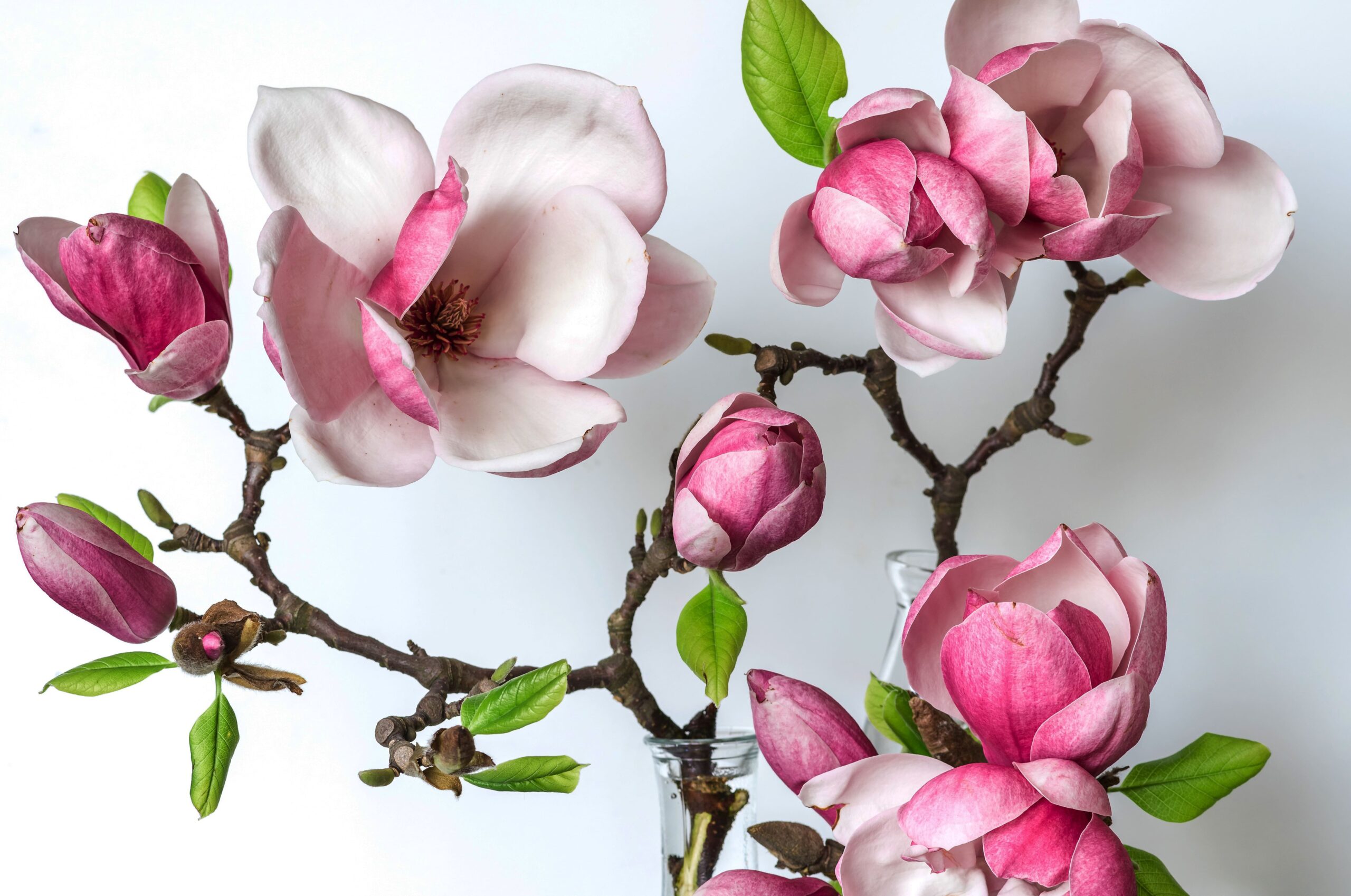 Benefits of Magnolia Flower Supplements