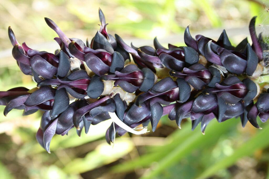 Benefits of Mucuna Pruriens Supplements