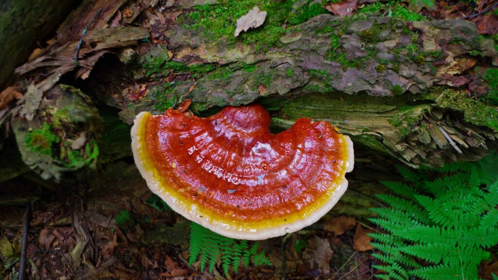 Benefits of Reishi Functional Mushrooms