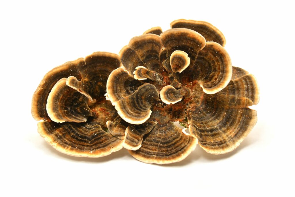 Benefits of Turkey Tail Functional Mushrooms